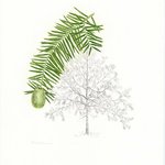Patricia Larenas - Drawing Trees at Scale