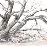 Patricia Larenas - The Art of Trees, an In-Person Nature Journaling Workshop