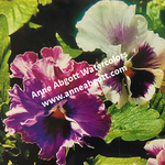Anne Abgott - Watercolor of Pansies - In person Class
