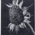 Jacqueline Pidgeon - Drawing Flowers in Still Life, May 12 10-1pm
