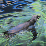 Patti Arbino - Pastel Society Alaska's "Summertime" International Online Exhibition