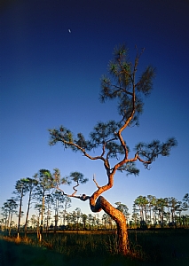 gnarled pine