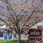 Simonne Roy - April 30 Street Fair and Lewisburg's Two-Week Celebration of the Arts