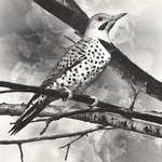 Sue deLearie Adair - New York State Ornithological Society Annual Conference