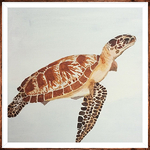 Margaret Blanchfield - Facebook Recorded Class -- Sea Turtles Rock