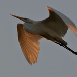 Timothy Joe - Evening Great Egret in Gouache