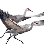 Judy Martindale - The Great Migration: A celebration of Sandhill Cranes in Nebraska