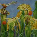 Patricia Savage - Drawing and Painting NC Fauna and Flora: Pitcher Plants and Borer