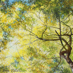 Mary Ann Pals - FALL COLORS IN PASTEL WORKSHOP
