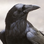 Diane Washa - Murder of Crows