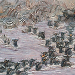 cynthie fisher - Society of Animal Artists Annual Show