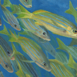 Judy Lalingo - Counter Currents - The Fish Show