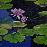Ted Head - Watercolor Workshop - Water Lilies