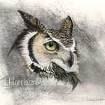 Linda Harrison-Parsons - Birds, Bugs & Botanicals