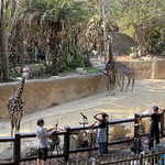 Adam Matano - Animal Sculpture Zoo Class