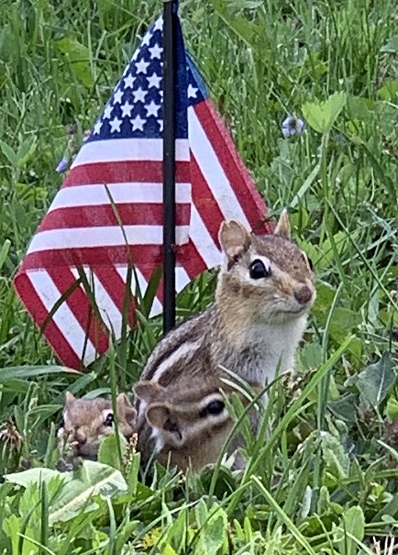  ...Barbara's Gramuglia's pic of patriotic chipmunks makes me laugh every time I see it!