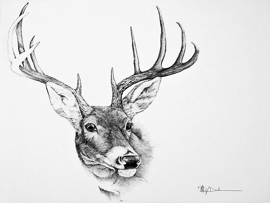 Mary Dove - Work Zoom: Texas Whitetail Deer_Pen Drawing