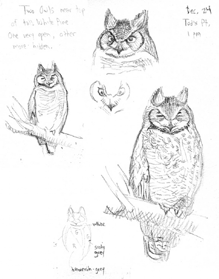 Sean Murtha - Work Zoom: Great Horned Owl Sketch