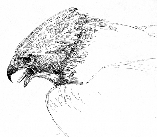 Sean Murtha - Work Zoom: Red-tailed Hawk sketch