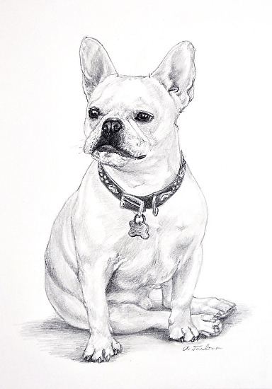 Phyllis Tarlow Portraits - Work Zoom: French Bulldog Sitting Drawing