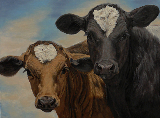 Original contemporary oil paintings of Cows and commissions in oil by ...